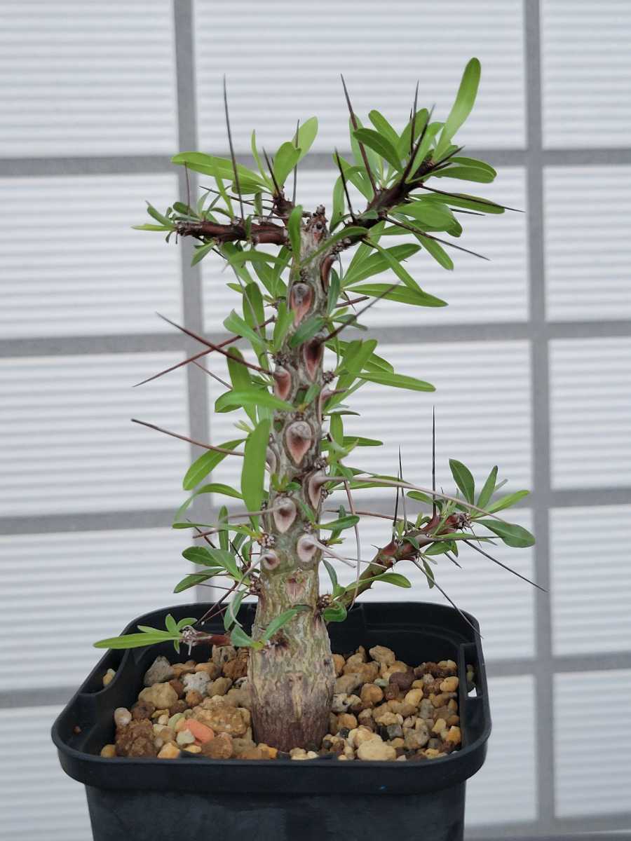 フォークイエリア プルプシー Fouquieria purpusii 実生 塊根植物