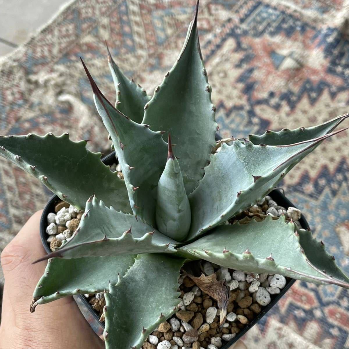 驚きの安さ驚きの安さアガベ モンタナ ビッグスカイ 植物 | bksolar.com.br