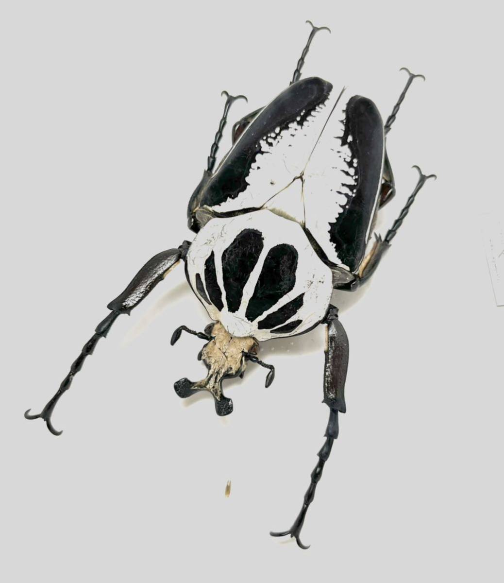 オンラインショップ通販  ハイブリッドゴライアス美色 標本　GレギウスｘGゴライアス 虫類用品