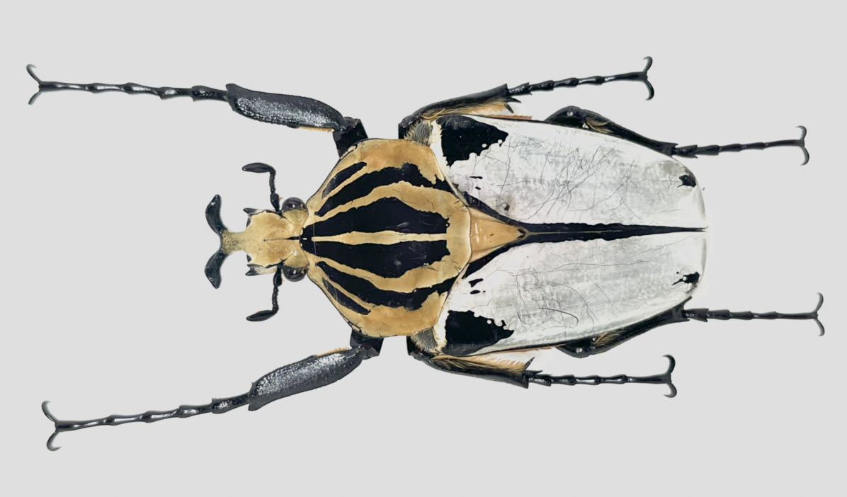 昆虫標本 ゴライアス カシクス 77ミリ アイボリーコースト産 - 虫類