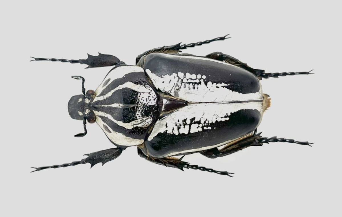 驚きの価格 標本　GレギウスｘGゴライアス ハイブリッドゴライアス美色 虫類用品