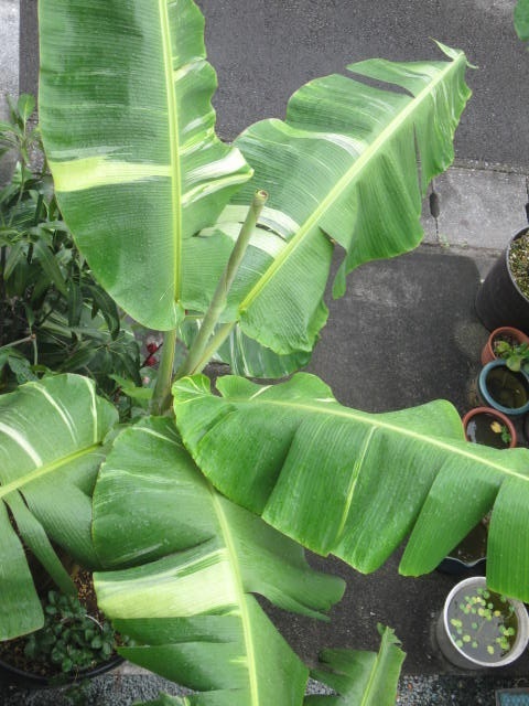 新しいプレセール バナナ苗斑入りMusa Flower Banana variegated(1