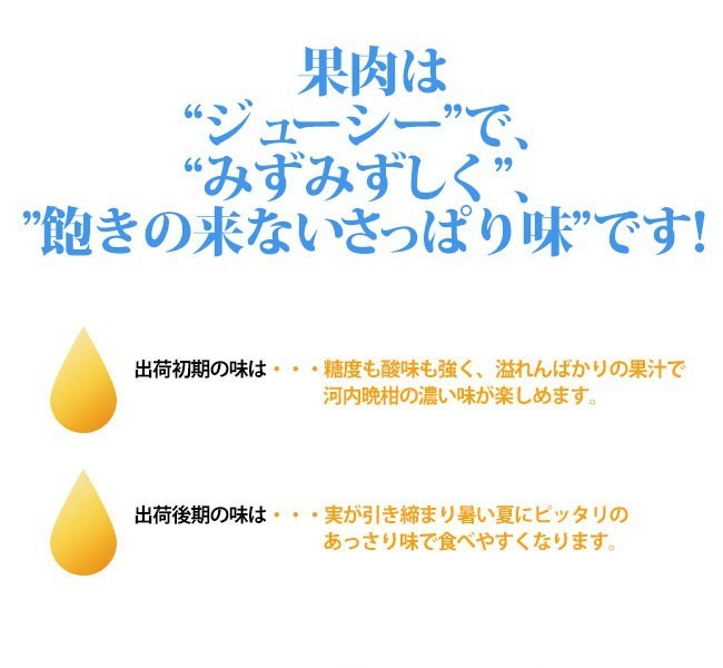 愛媛 愛南町産 ( 愛南ゴールド 河内晩柑 ) 家庭用5kg 爽やかジューシーな夏の柑橘 ブランドの品質 送料無料 宇和海の幸問屋_画像5