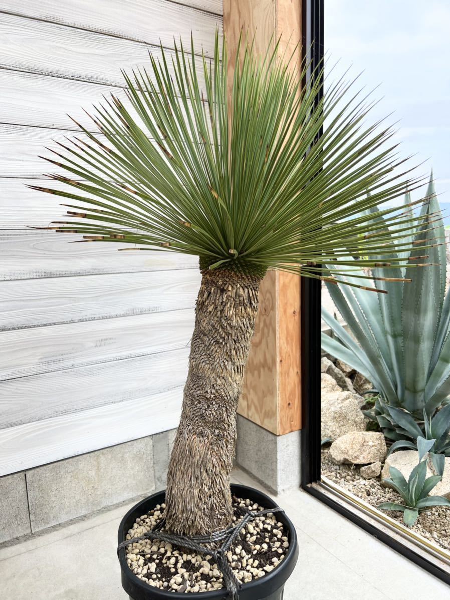 ユッカ リネアリフォリアyucca linearifolia 大型美株 - 観葉植物