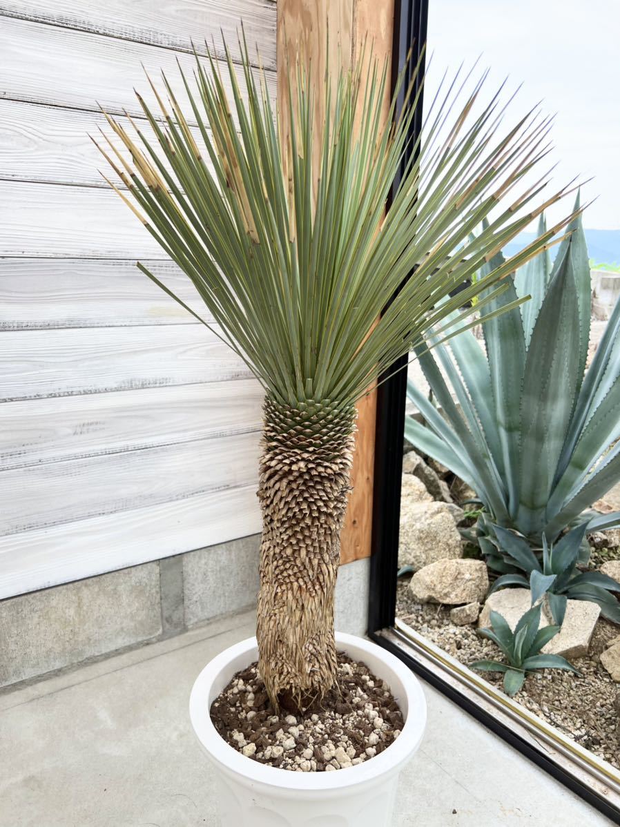 ユッカロストラータ① Yucca Rostrata 植物 | www.vinoflix.com
