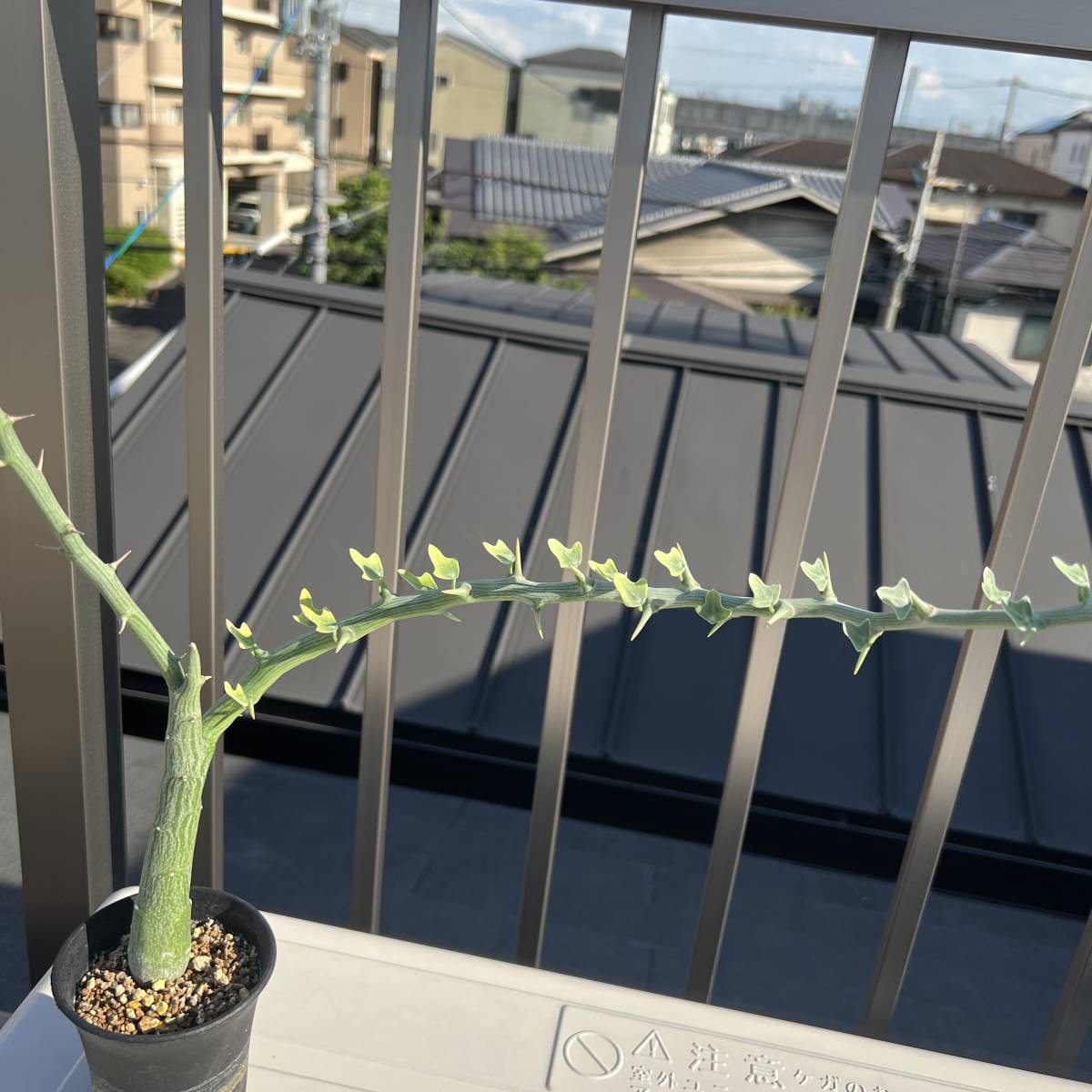 希少種 幹太 山木の実生 Adenia ballyi アデニア バリー 塊根植物 多肉