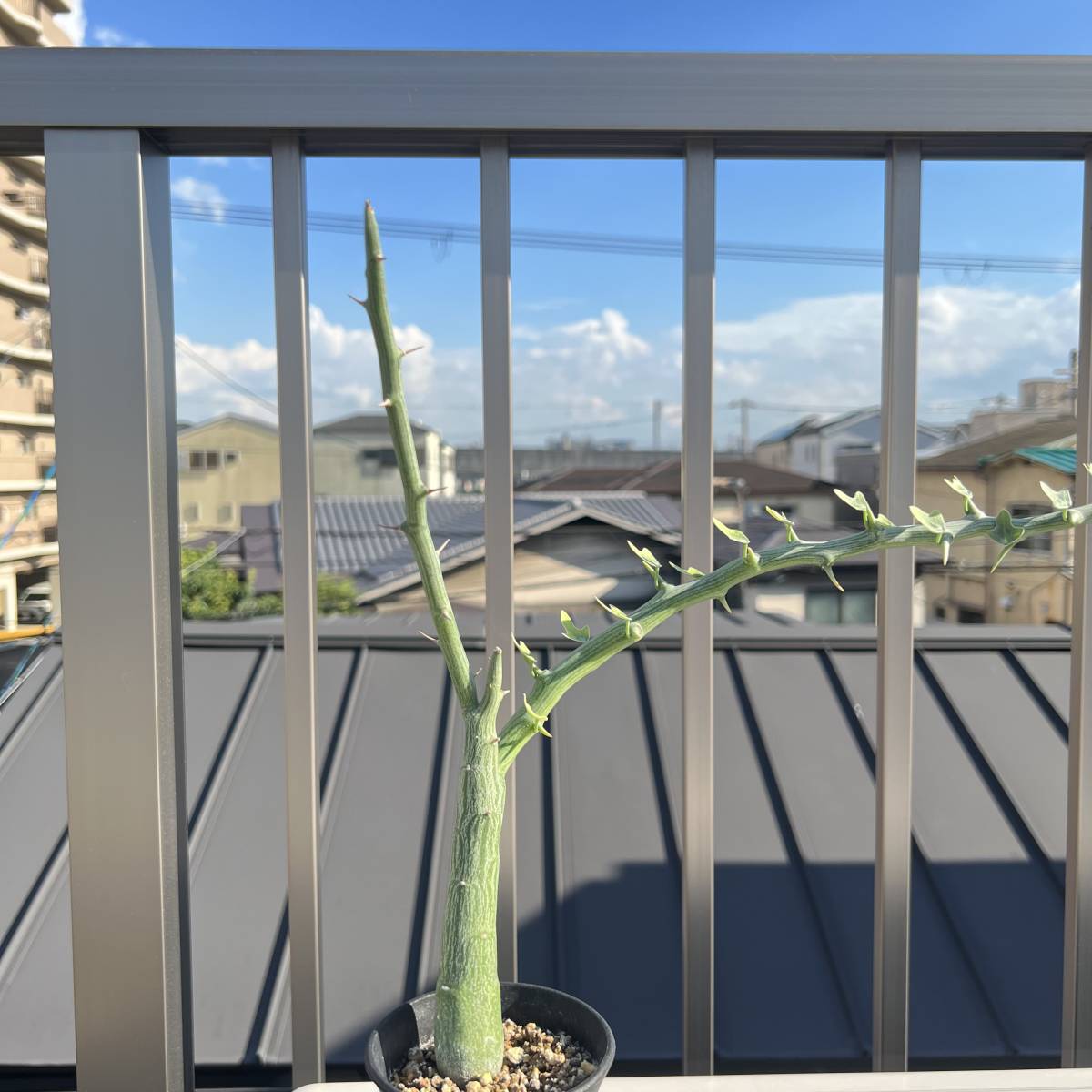 現品限り一斉値下げ! 超希少 実生 アデニアバリー 植物/観葉植物