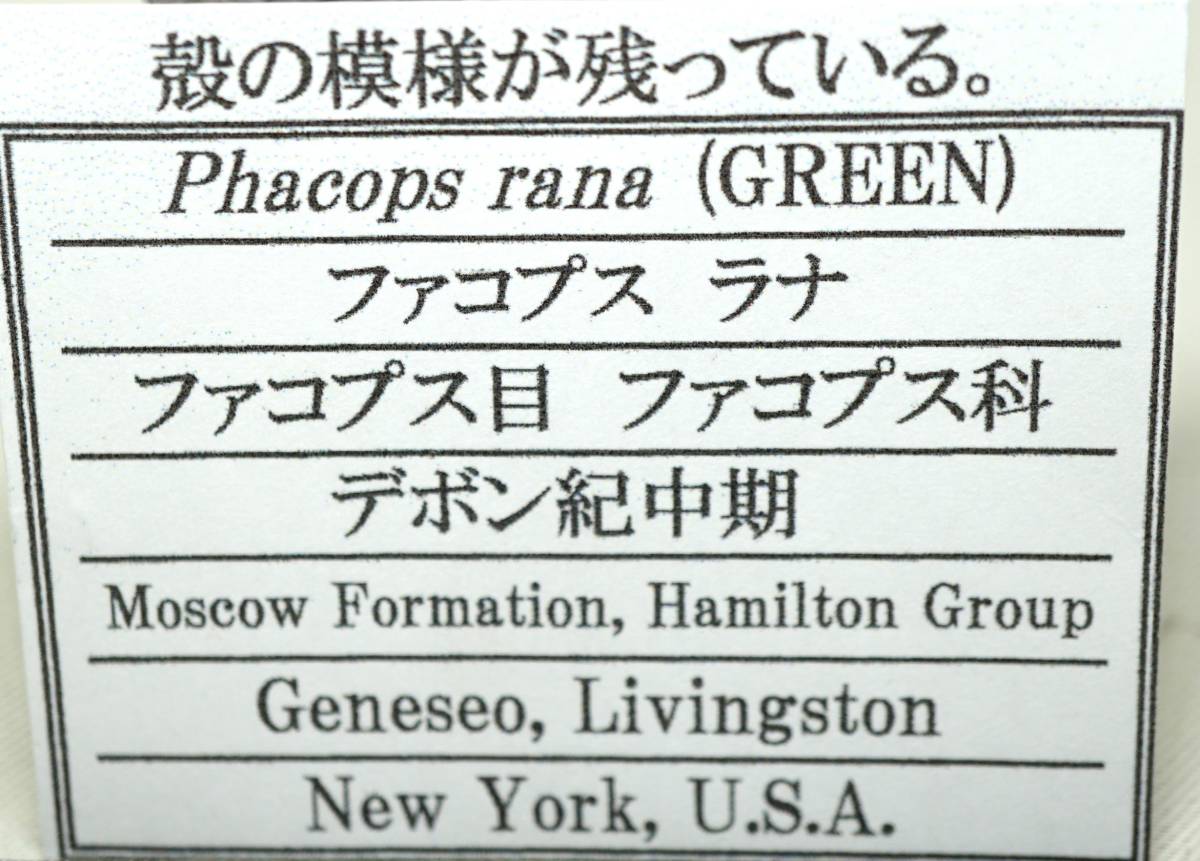 外国産化石 Phacops rana(GREEN) ファコプスラナ　三葉虫　USA_画像2