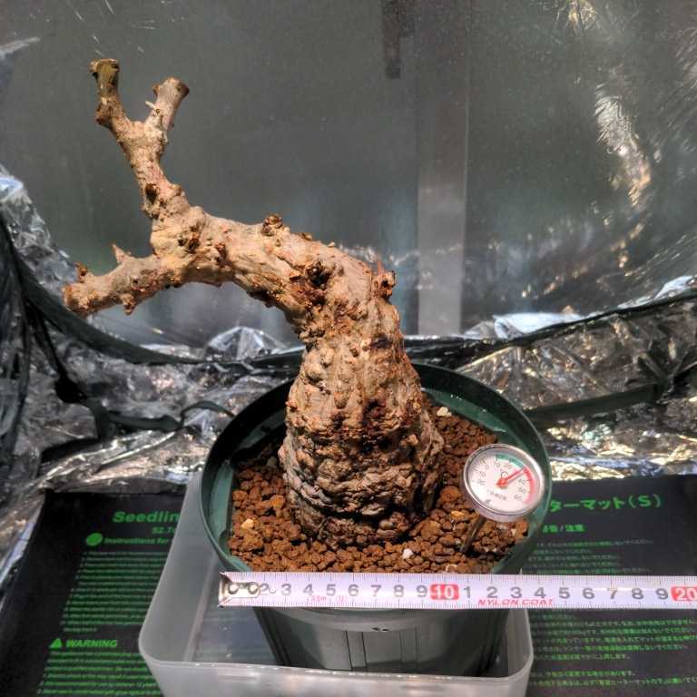 オペルクリカリア パキプス 発根管理中 オペルクリカリア パキプス 発根管理中