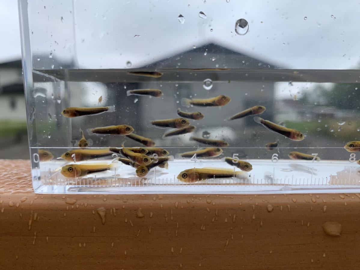 ヤフオク 人工餌たべました雷魚の稚魚 カムルチー 5 A ヤフオク 人工餌たべました雷魚の稚魚 カムルチー 5 A