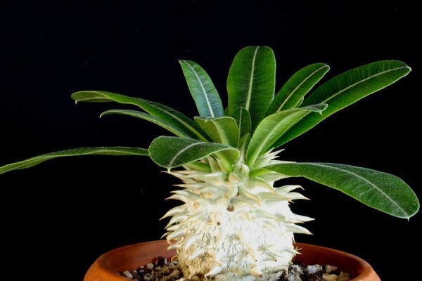 【種子】パキポディウム・エブレネウム　Pachypodium eburneum　種子10粒【送料無料】_成長株のイメージです