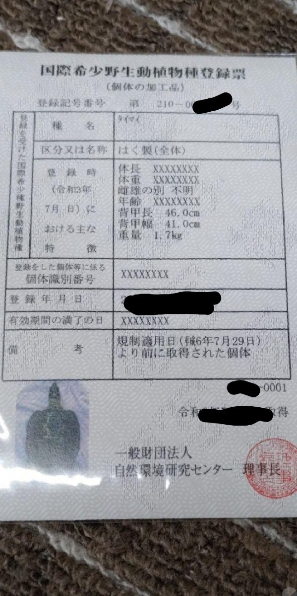 アオウミガメの剥製 登録証あり|Yahoo!フリマ(旧PayPayフリマ) アオウミガメの剥製 登録証あり|Yahoo!フリマ(旧PayPayフリマ)