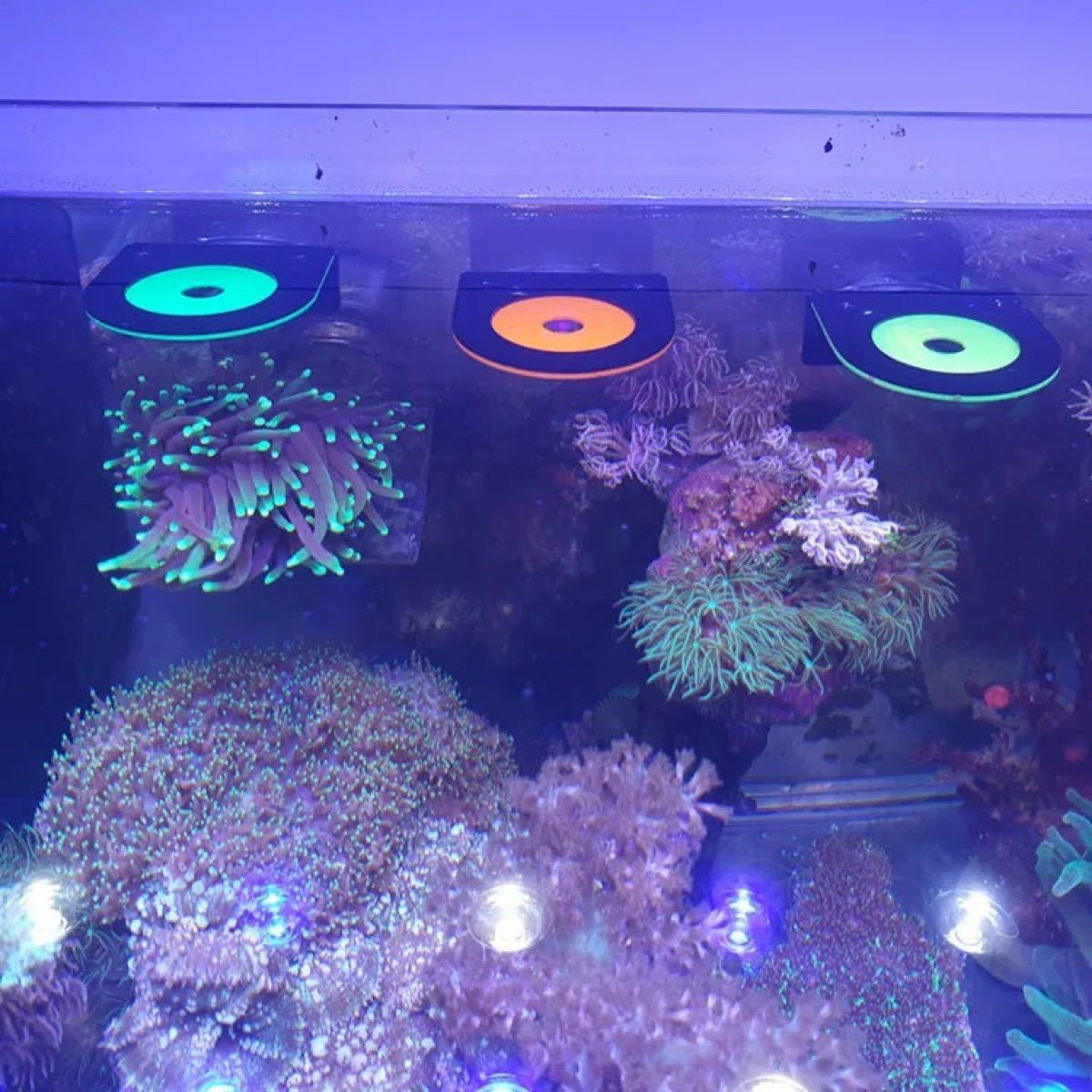 PayPayフリマ｜コーラルフラグ 珊瑚 サンゴラック サンゴフラグ プラグ 繁殖 4色セット