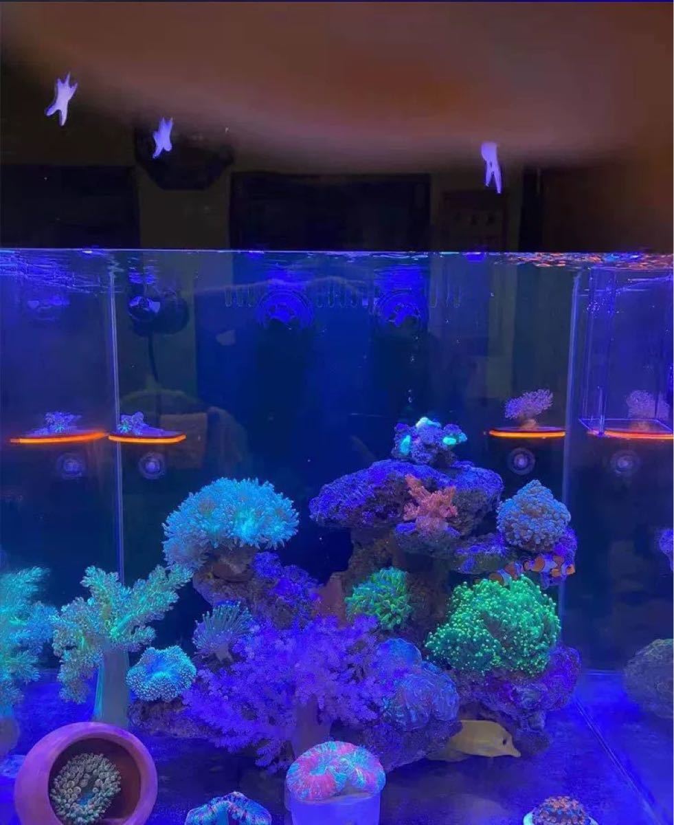 PayPayフリマ｜コーラルフラグ 珊瑚 サンゴラック サンゴフラグ プラグ 繁殖 4色セット