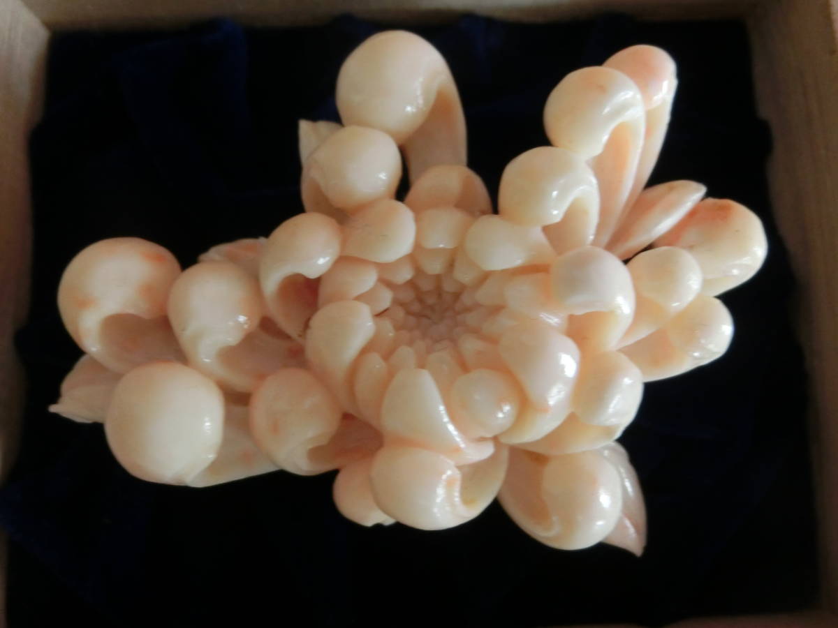 アンティーク サンゴ 珊瑚 彫刻 菊 ブローチ 大 重さ 73g よこ 8.3 ...