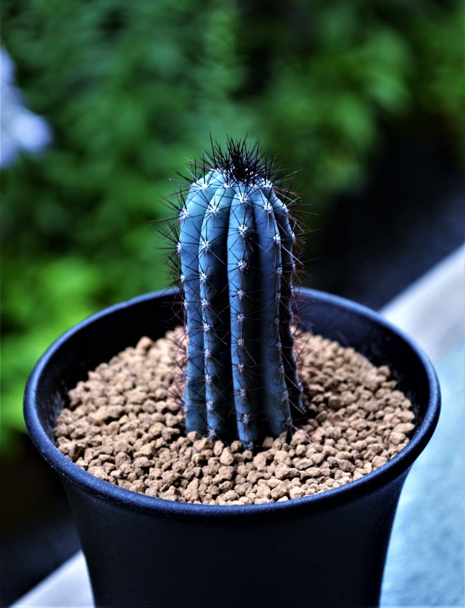 Yahoo!オークション - 多肉植物 サボテン 碧い柱サボテン Yahoo!オークション - 多肉植物 サボテン 碧い柱サボテン