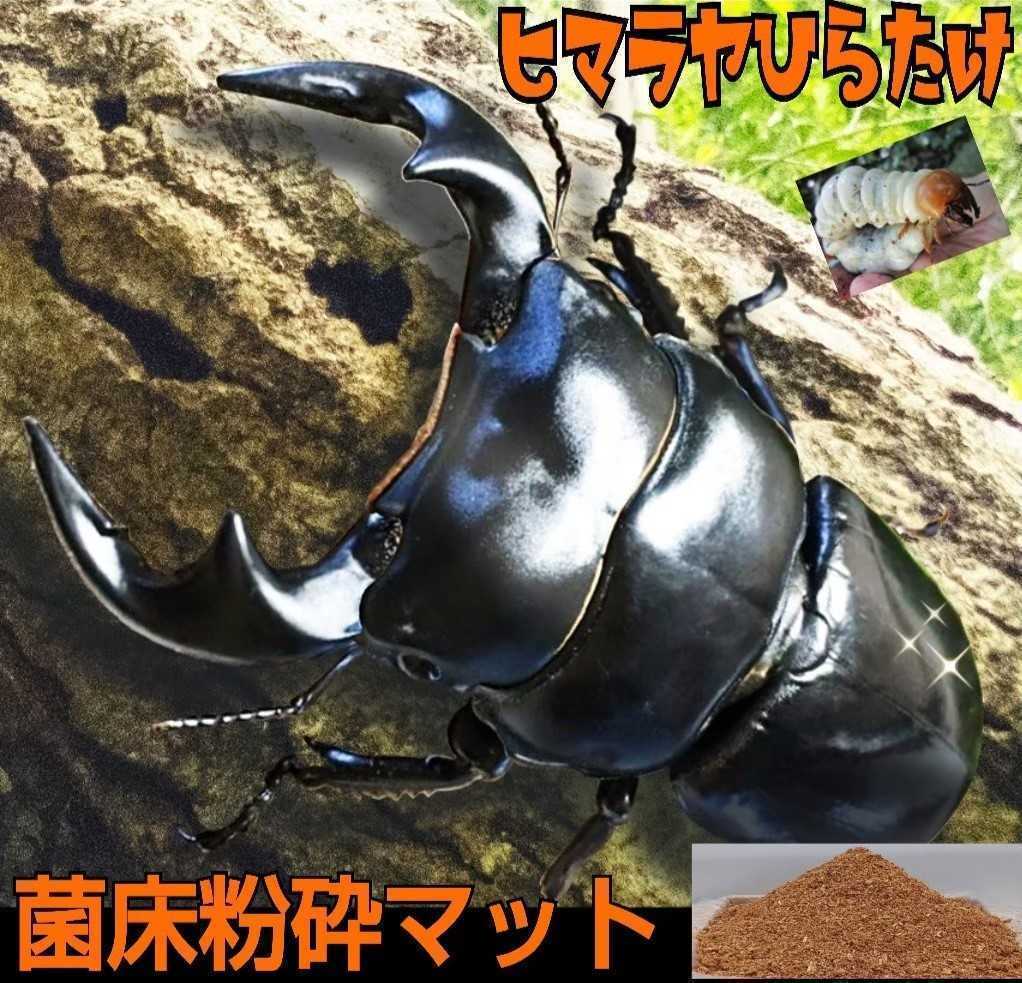 改良版！ヒマラヤひらたけ菌床クワガタマット　瓶やプリンカップに詰めるだけ！　オオクワガタ、ニジイロ、ヒラタ、ノコギリ幼虫がビッグに