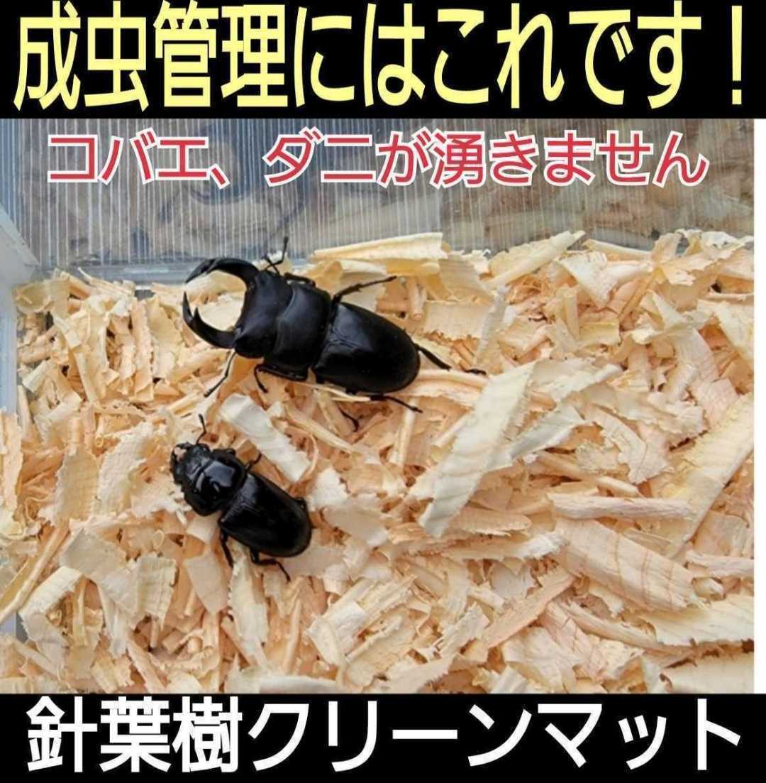  stag beetle, Kabuto. imago control is kore.! refreshing . fragrance. needle leaved tree mat [40L] case inside . bright becomes organism . conspicuous! mites *kobae.. not 
