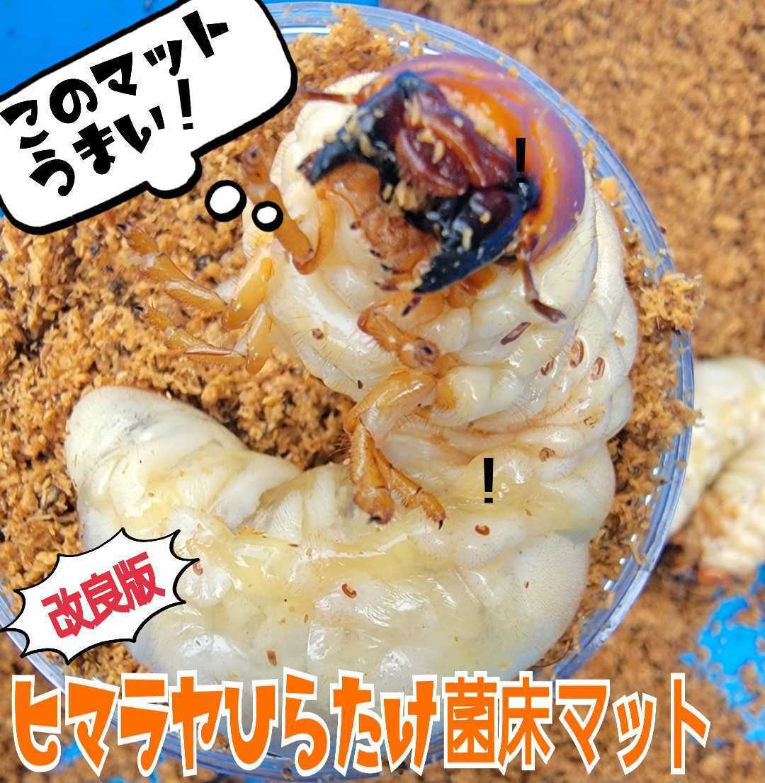 【改良版】ヒマラヤひらたけ菌床クワガタマット☆瓶やプリンカップに詰めるだけ！オオクワ、ニジイロ、ヒラタ、ノコギリ幼虫が大きくなる！_画像1