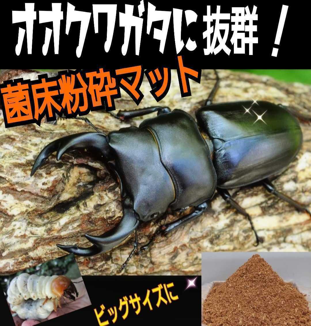 [ improvement version ]. floor crushing stag beetle mat [5L] bin . pudding cup .... only!o ok wa,nijiiro, common ta, saw larva . big size .!