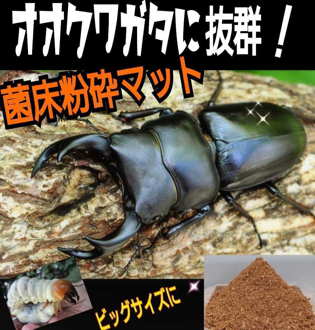 改良版!ヒマラヤひらたけ菌床クワガタマット【60L】瓶やプリンカップ