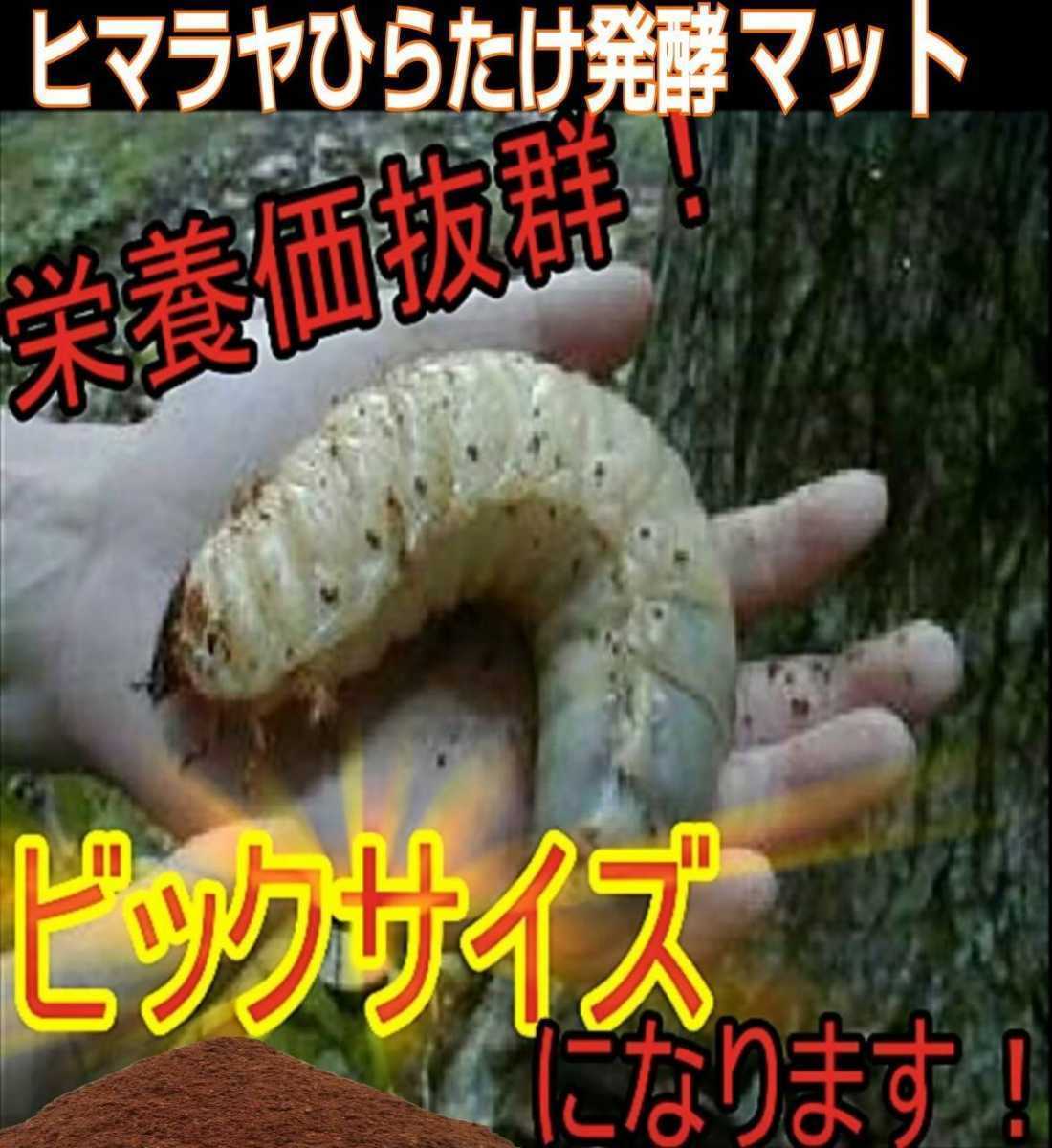 改良しました】幼虫がビッグに!ヒマラヤひらたけ発酵カブトムシマット