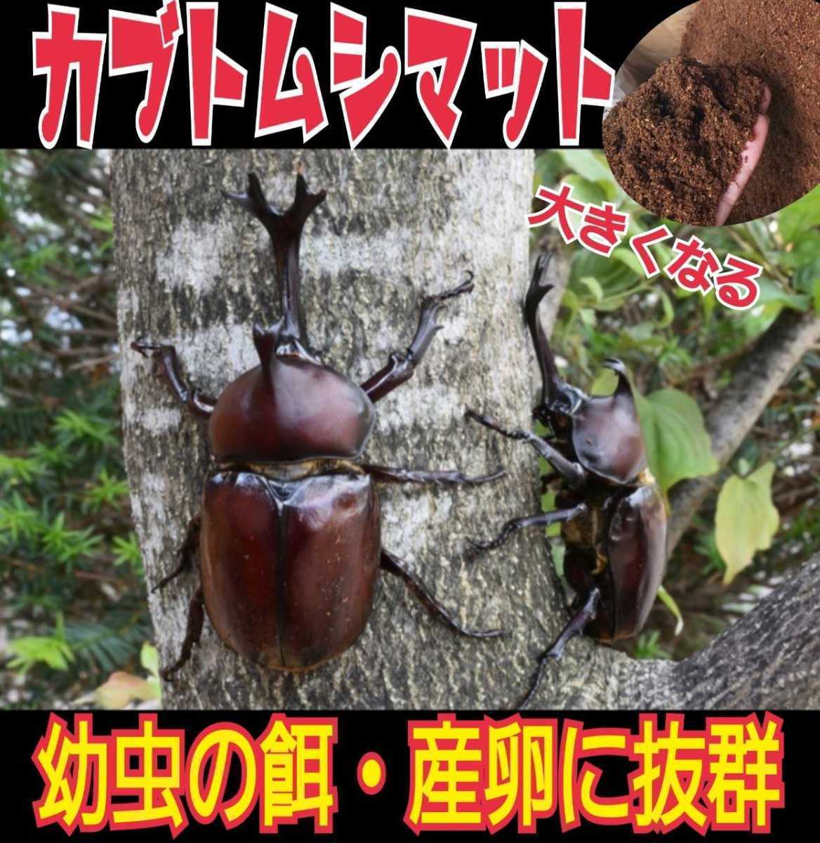 改良しました】幼虫がビッグに!ヒマラヤひらたけ発酵カブトムシマット