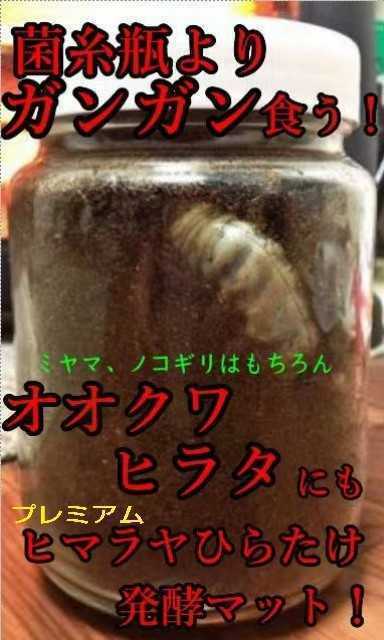  Miyama . eminent!800ml bottle entering 3 pcs set! evolved! premium departure . stag beetle mat * the smallest particle 3 next departure .* nutrition addition agent * special amino acid 3 times combination!