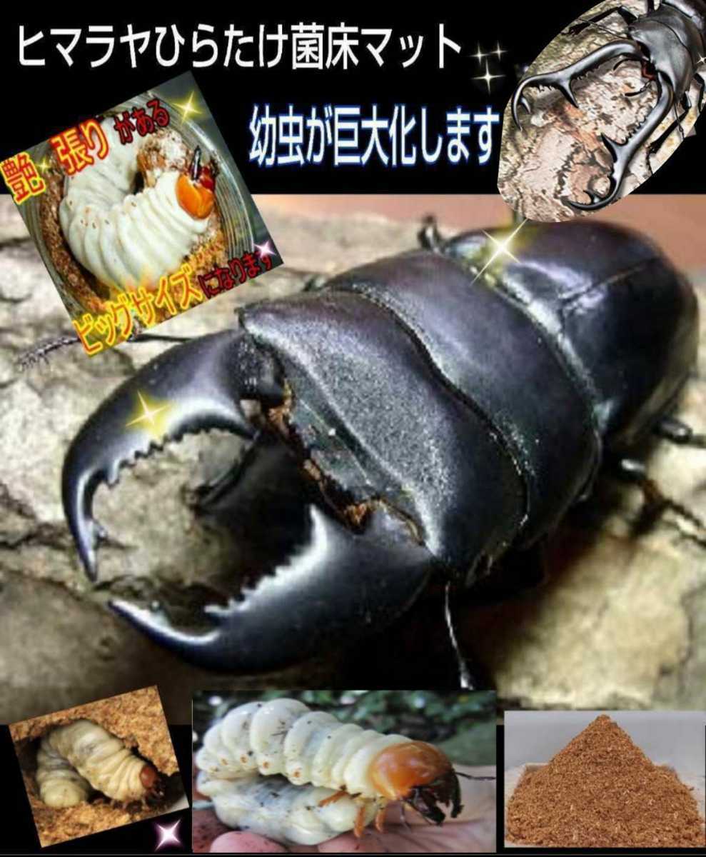 [ improvement version ]. floor crushing stag beetle mat [4L] bin . pudding cup .... only!o ok wa,nijiiro, common ta, saw larva . big size .!