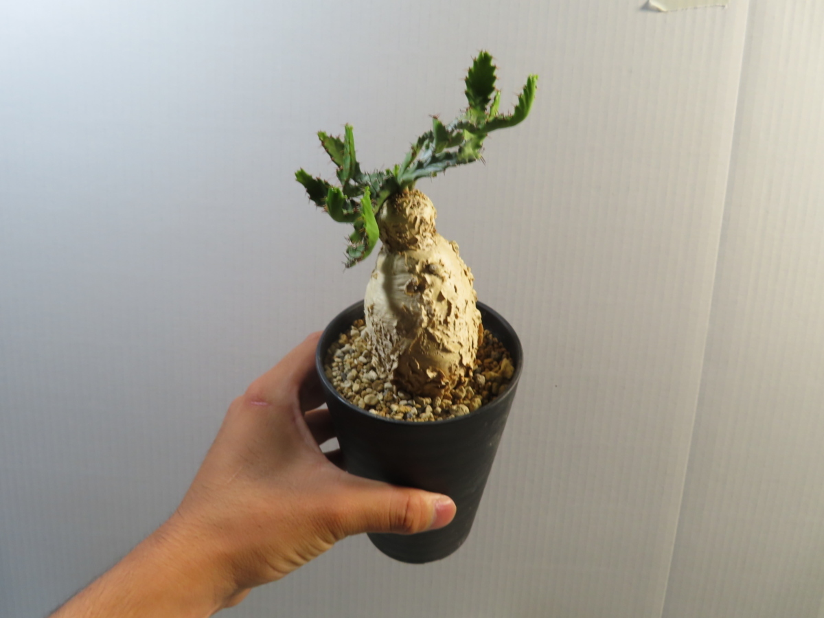 カ7063 「現地株」ユーフォルビア スクアローサ 植え【発根・Euphorbia