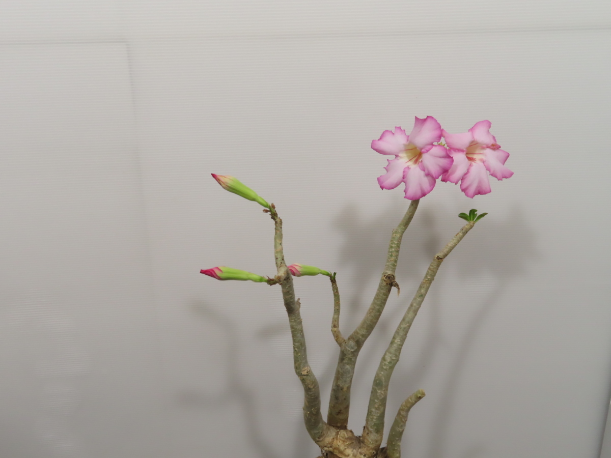 カ7169 「現地株」アデニウム ソマレンセ 植え【未発根・Adenium カ7169 「現地株」アデニウム ソマレンセ 植え【未発根・Adenium