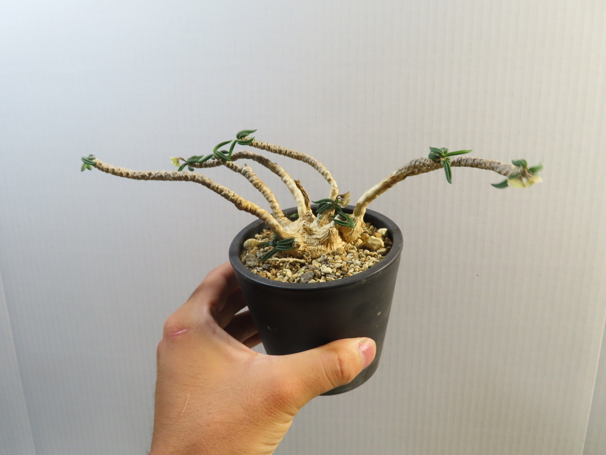 カ7122 「多肉植物」ユーフォルビア ワリンギアエ 植え【発根・Euphorbia waringiae】