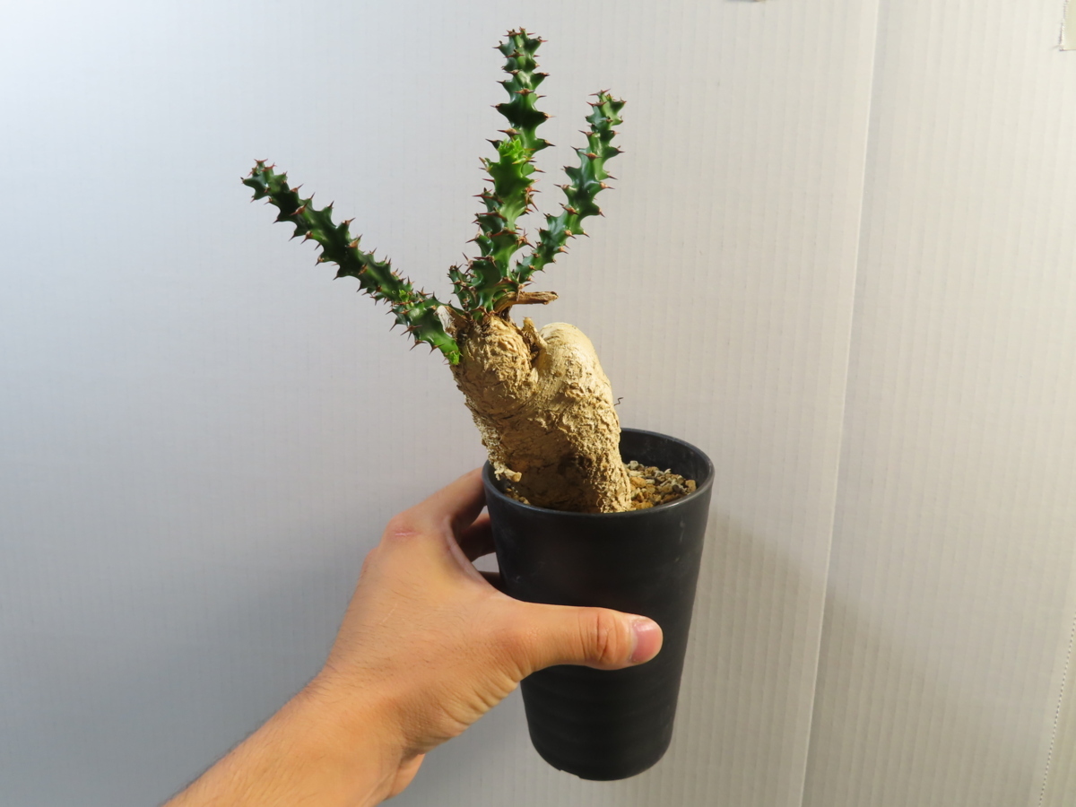 カ7119 「現地株」ユーフォルビア スクアローサ 植え【発根・Euphorbia