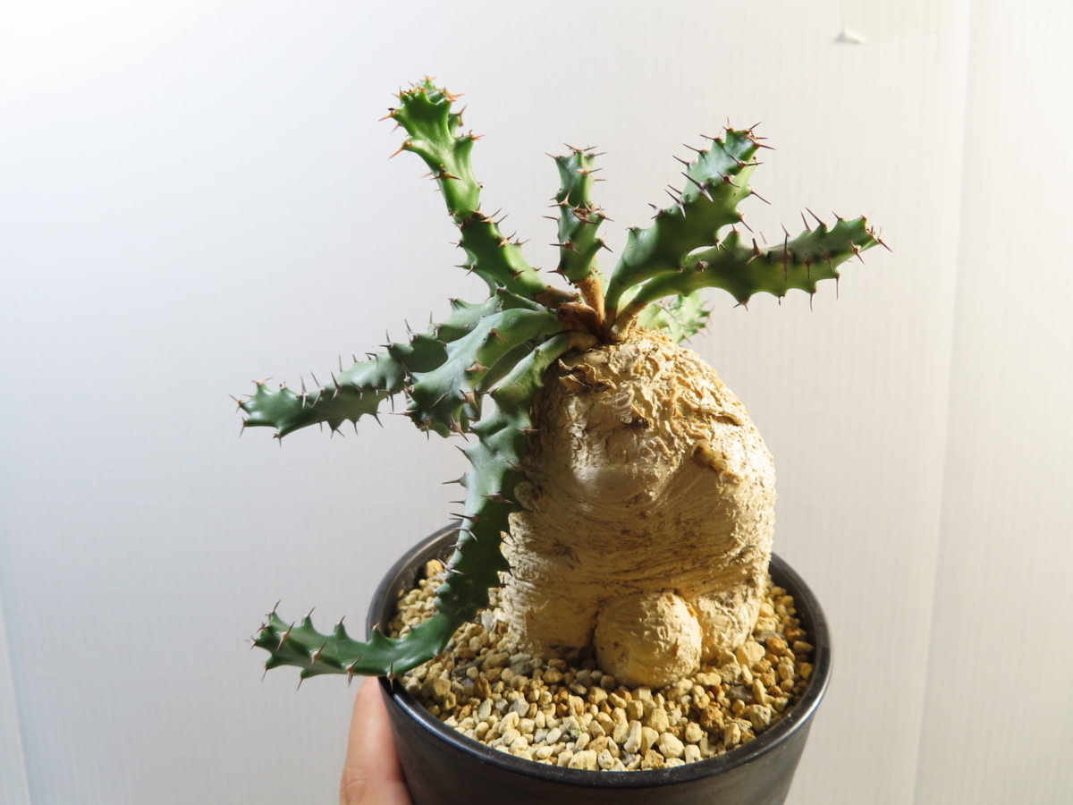 カ7064 「現地株」ユーフォルビア スクアローサ 植え【発根・Euphorbia