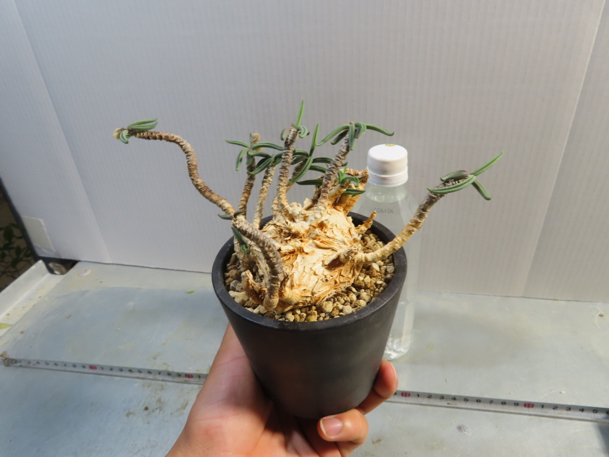 カ7121 「多肉植物」ユーフォルビア ワリンギアエ 植え【発根・Euphorbia waringiae】