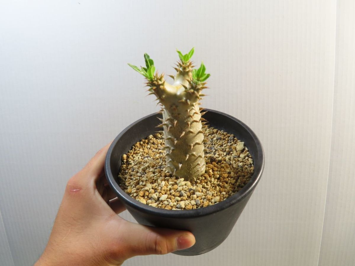 キ8022 「実生」パキポディウム マカイエンセ【塊根植物・種から キ8022 「実生」パキポディウム マカイエンセ【塊根植物・種から