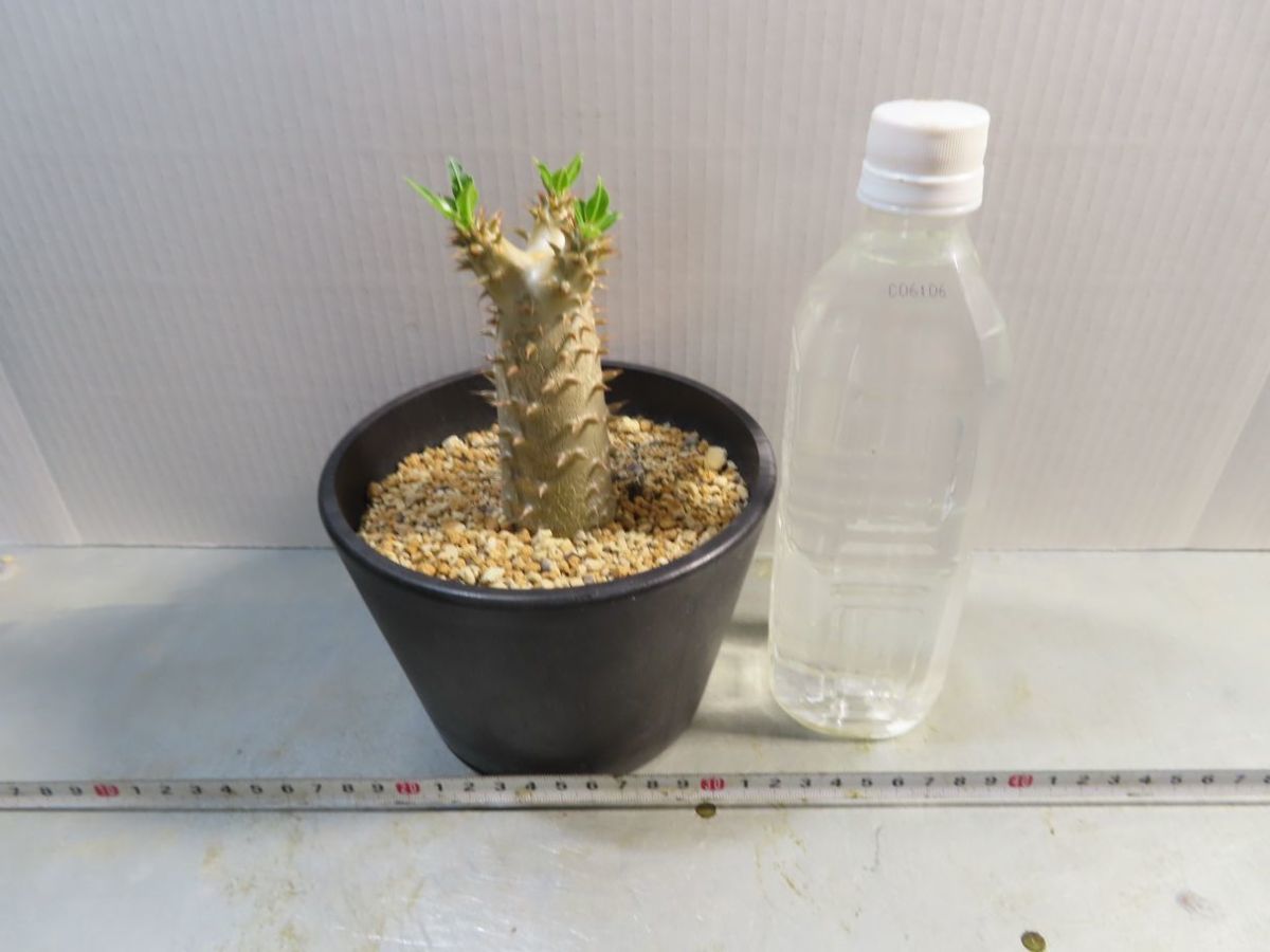 キ8022 「実生」パキポディウム マカイエンセ【塊根植物・種から キ8022 「実生」パキポディウム マカイエンセ【塊根植物・種から