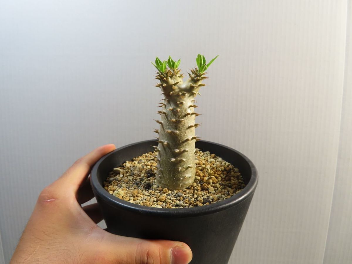 キ8022 「実生」パキポディウム マカイエンセ【塊根植物・種から キ8022 「実生」パキポディウム マカイエンセ【塊根植物・種から
