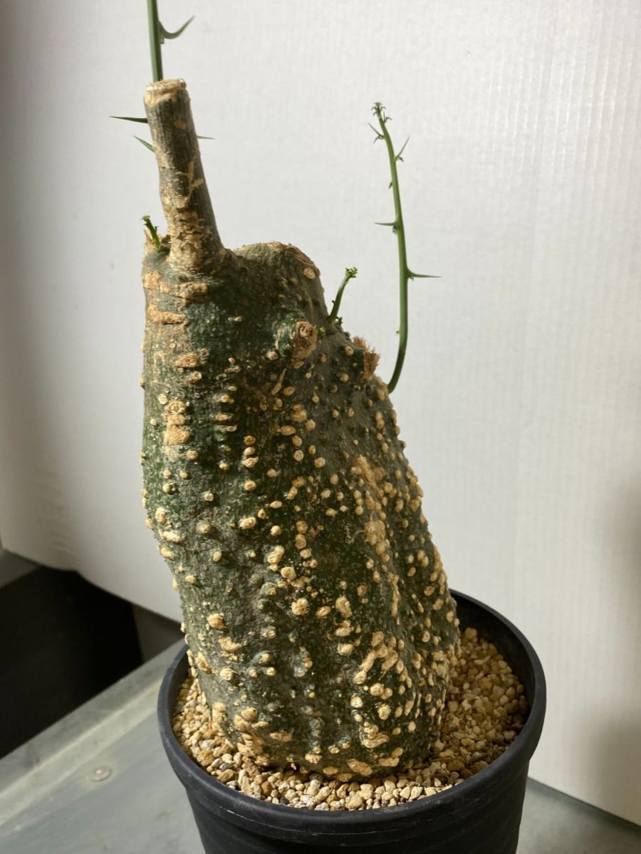キ8586 「現地」アデニア グロボーサ 植え【発根・塊根植物・Adenia