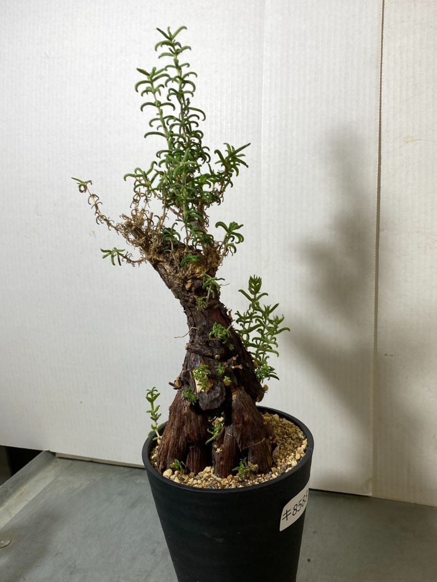 キ8583 「現地」メストクレマ ツベローサム 植え【発根・Mestoklema tuberosum・塊根植物】