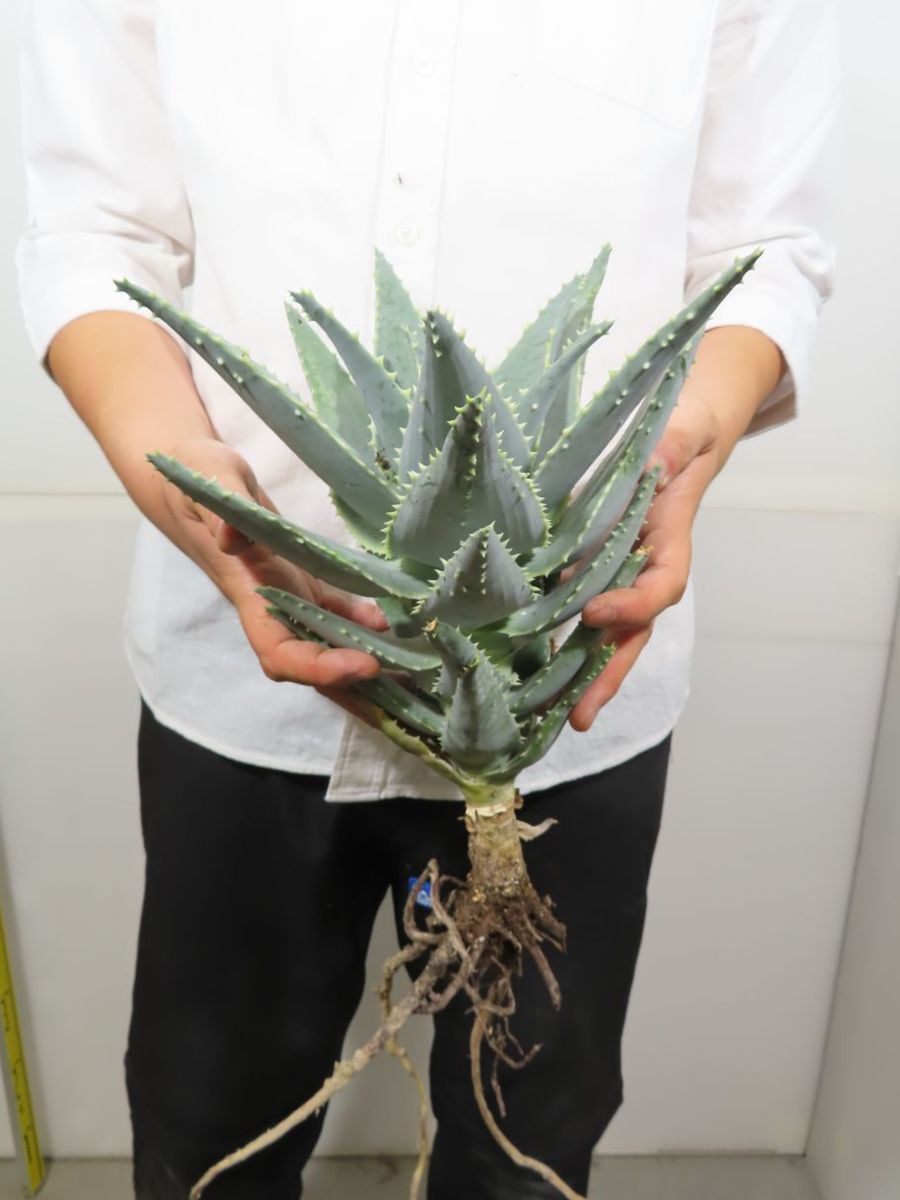 56 割引キ8119 実生 アロエ ピランシー 抜き苗 多肉植物 Aloe Pillansii 畑に地植え株 Www Psl Ee 56 割引キ8119 実生 アロエ ピランシー 抜き苗 多肉植物 Aloe Pillansii 畑に地植え株 Www Psl Ee