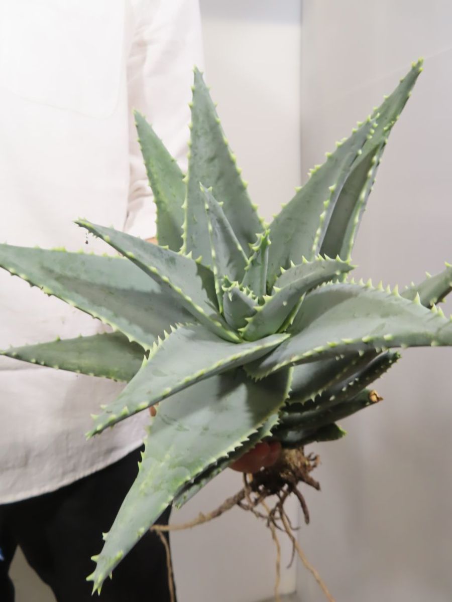 56 割引キ8119 実生 アロエ ピランシー 抜き苗 多肉植物 Aloe Pillansii 畑に地植え株 Www Psl Ee 56 割引キ8119 実生 アロエ ピランシー 抜き苗 多肉植物 Aloe Pillansii 畑に地植え株 Www Psl Ee