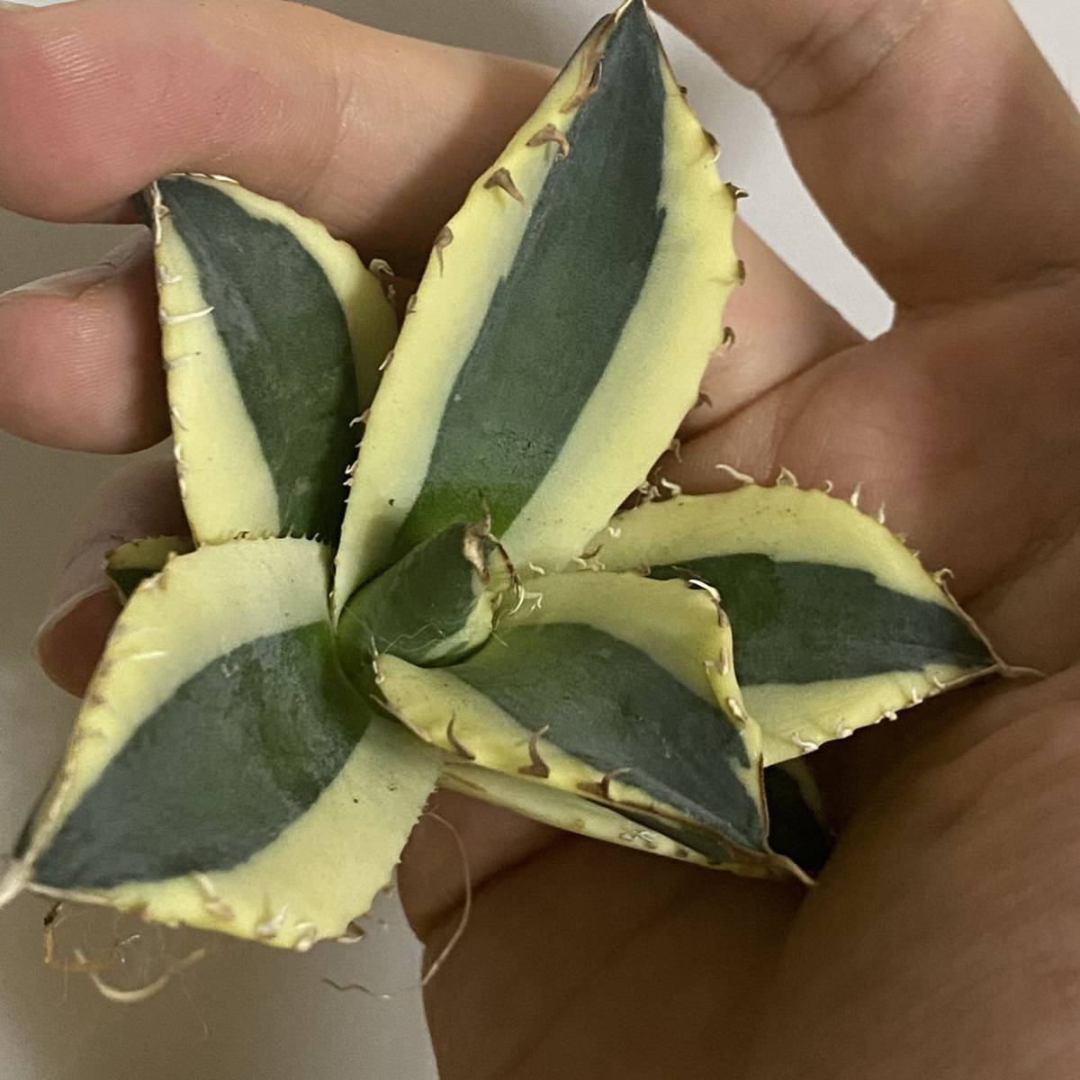 特選】アガベ チタノタ スナグル トゥース agave titanota snaggle