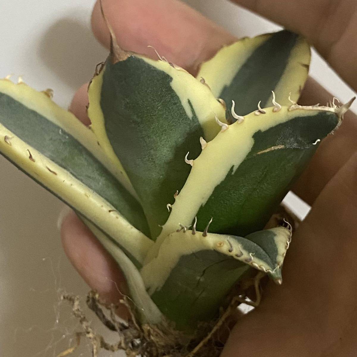 特選】アガベ チタノタ スナグル トゥース agave titanota snaggle