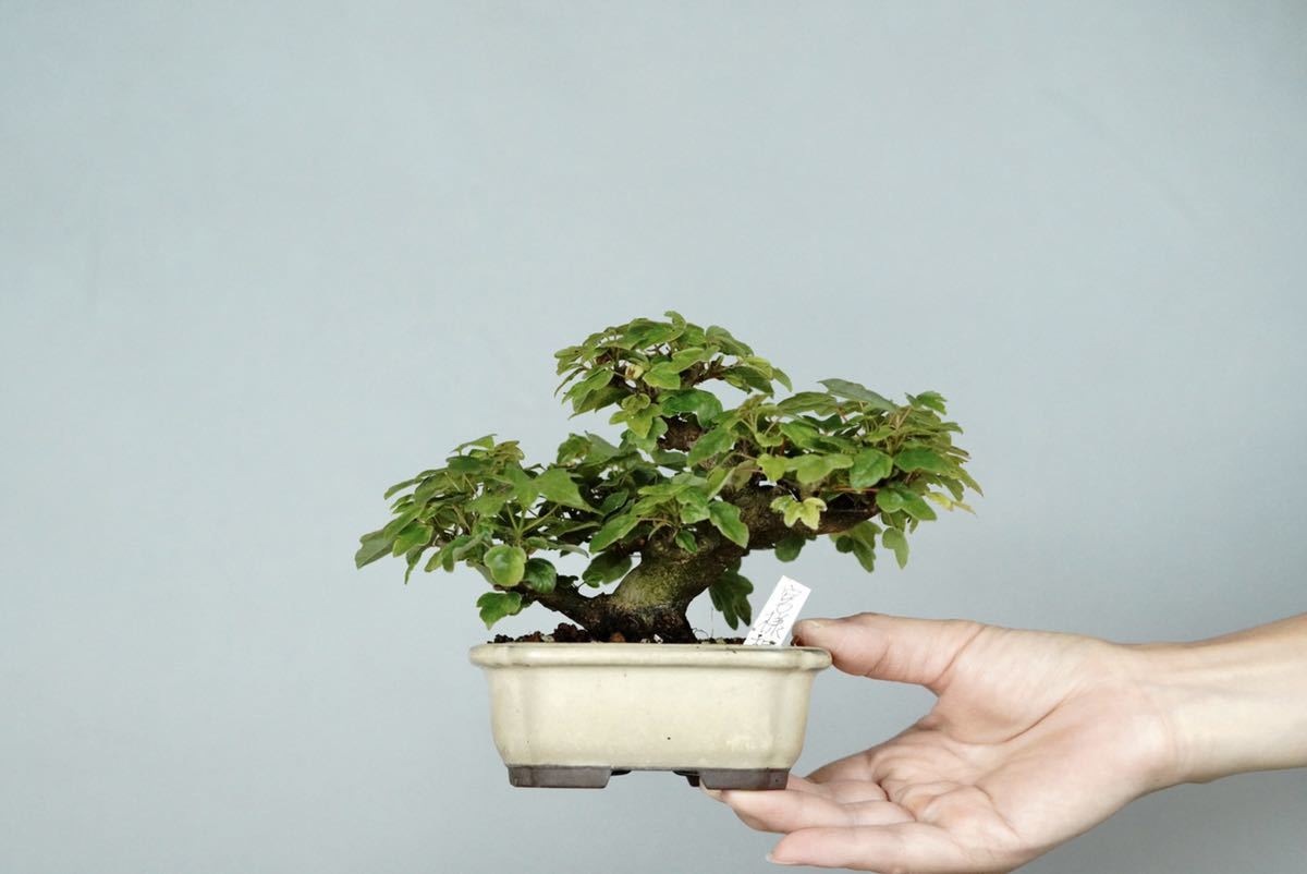 最大79%OFFクーポン 小品盆栽：宮様楓石付 現品 かえで カエデ Kaede
