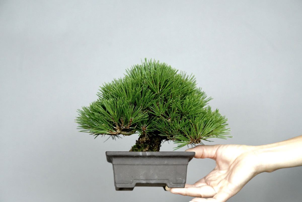 亦盆栽」小品盆栽 極上品 黒松 キズなし www.vdiec.com