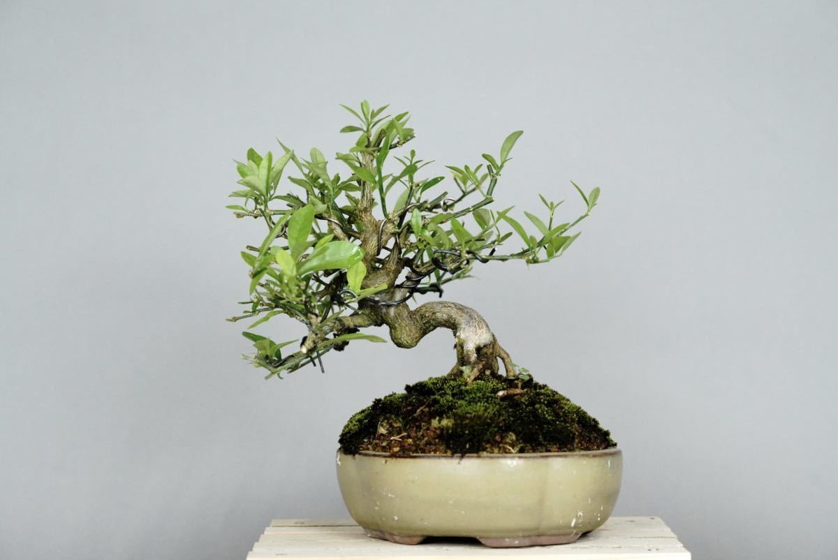 亦盆栽」小品盆栽 金豆 キンズ pa-trenggalek.go.id