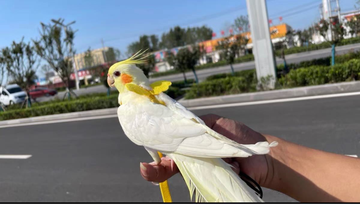 オカメインコ用放鳥ハーネス　S ブルー