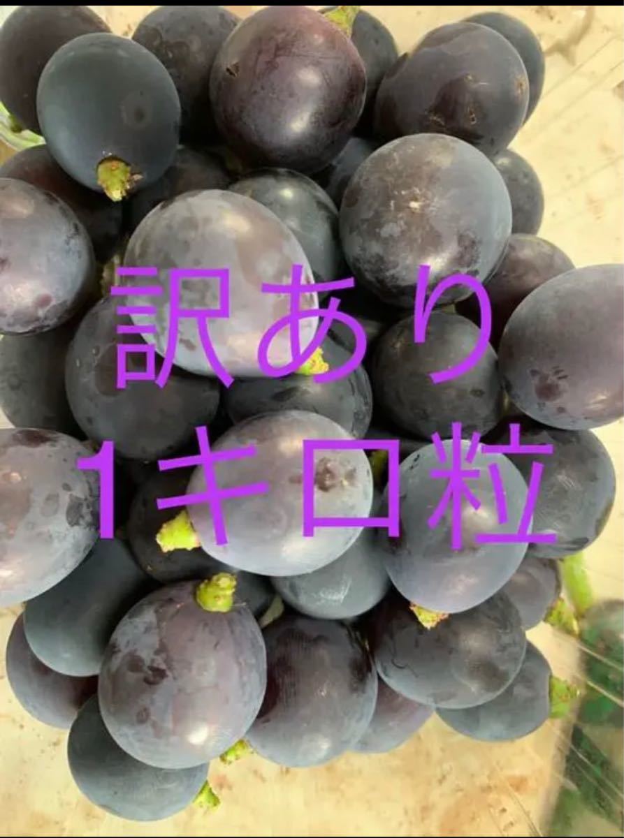 訳あり種無し巨峰 粒 産地直送 数量限定|PayPayフリマ 訳あり種無し巨峰 産地直送