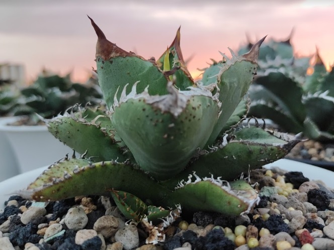 7 レア株 『豆豆龍』アガベ チタノタ Agave Titanota ~ ハデス 7 レア株 『豆豆龍』アガベ チタノタ Agave Titanota ~ ハデス